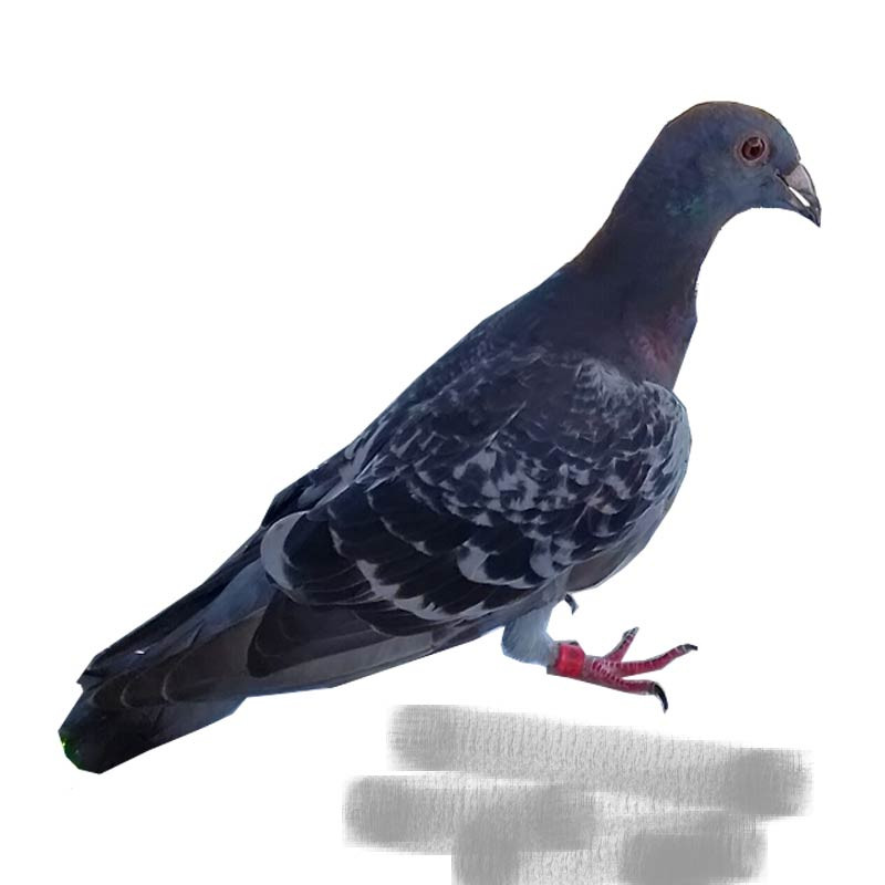 Le sergent Columba